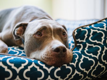 [Pre-order]Lounge Dog Bed: Moroccan Navy Blue Hot on Sale