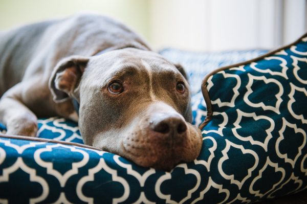 [Pre-order]Lounge Dog Bed: Moroccan Navy Blue Hot on Sale