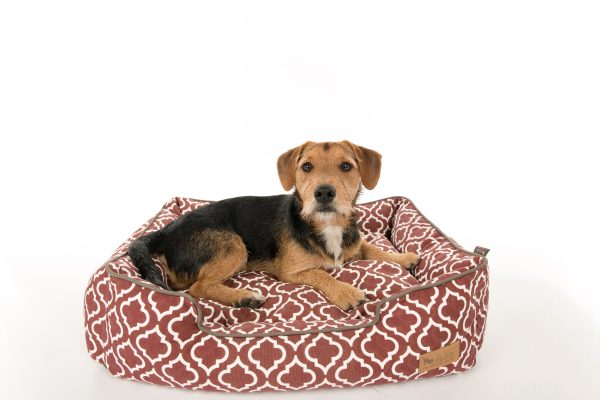 [Pre-order]Lounge Dog Bed: Moroccan Marsala Hot on Sale