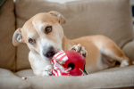 Interactive puzzle, food-dispensing dog toy, Zogoflex Toppl in Holiday Red Online Sale