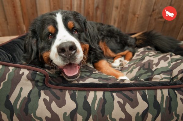 [Pre-order]Lounge Dog Bed: Camouflage Army Green Chocolate Online Hot Sale